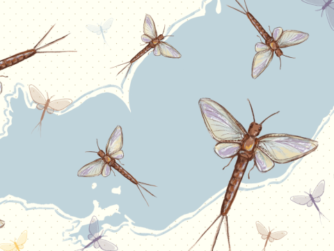 Mayflies are an important indicator species for Lake Erie.