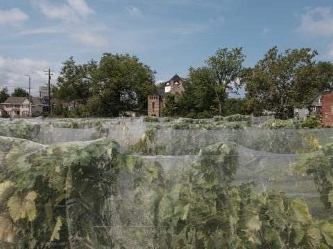 View of the Vineyards at Château Hough Vineyards and Winery in Cleveland, Ohio. Wednesday, Aug. 19, 2026.