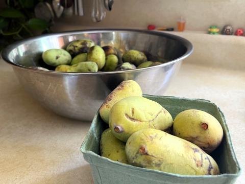 Pawpaws are the largest fruit native to North America. They ripen in Ohio from late August to early October.