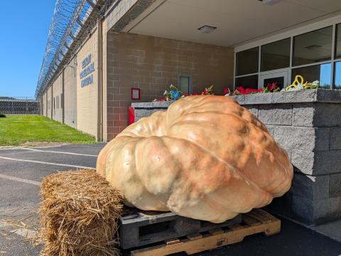 This year's pumpkin was disqualified from the national weigh-in. It will now sit outside the Belmont Correctional Institution for the rest of the season.