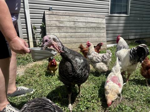 Southwest Ohio resident Debbie Hamm feeds her turkeys and chickens on Aug. 24, 2026.