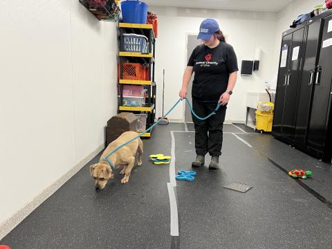 Volunteer Sam Smith brings a dog into the Animal Charity of Ohio's enrichment area. The humane organization has had to cease services, due to the rising intake and costs.